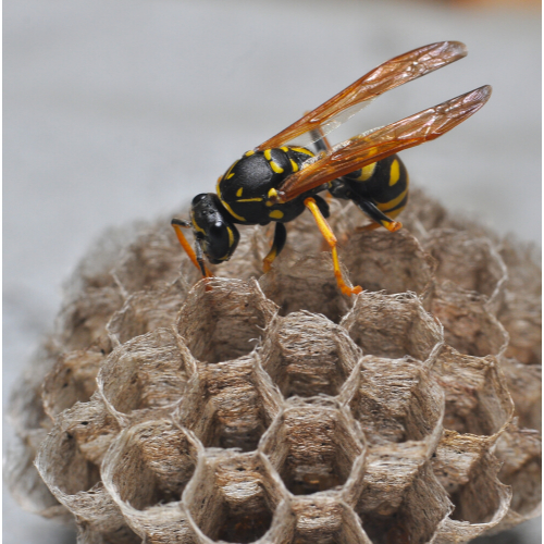 Wasp Nest Removal Hackney