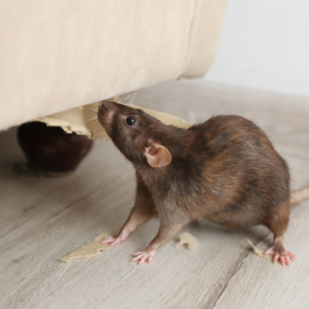 Local Pest Control Experts for Rats Hackney
