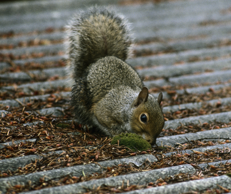 Preventing Squirrels in Hackney